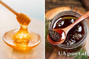 Такого ви ще не куштували: рецепти із соснових шишок для зміцнення імунітету