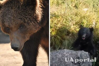 Альпініст із криком відбивався від ведмедя, чіпляючись за скелю (відео)