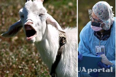 Випадок зараження сибіркою виявили у Київській області: чим небезпечна хвороба