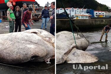 Новий рекорд: з води витягнули рідкісну рибину вагою 3 тонни (фото)