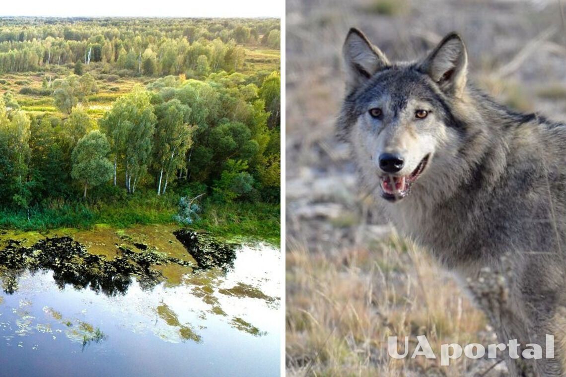 Молодий вовк позував фотографу - Чорнобильський заповідник