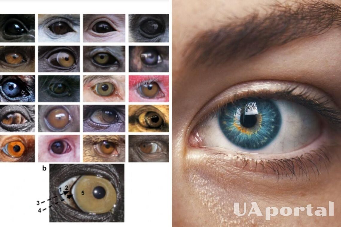 Ученые нашли объяснение разнообразию цвета глаз у приматов, в частности у людей