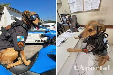 В Бразилии полицейский пес капрал Оливейра стал местной звездой