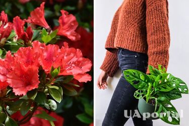 Какие цветы лучше не покупать в квартиру