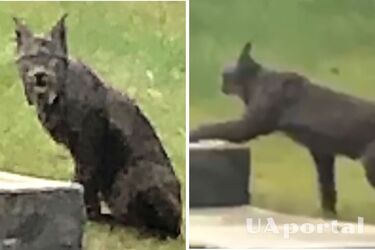 Канадська рись чорного забарвлення вперше потрапила на відео