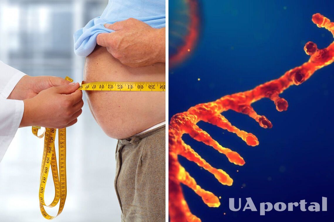 Ученые нашли новый биологический механизм, отвечающий за ожирение