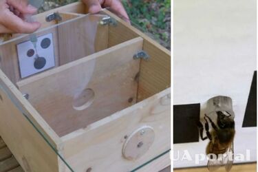 Вчені довели, що медоносні бджоли вміють рахувати