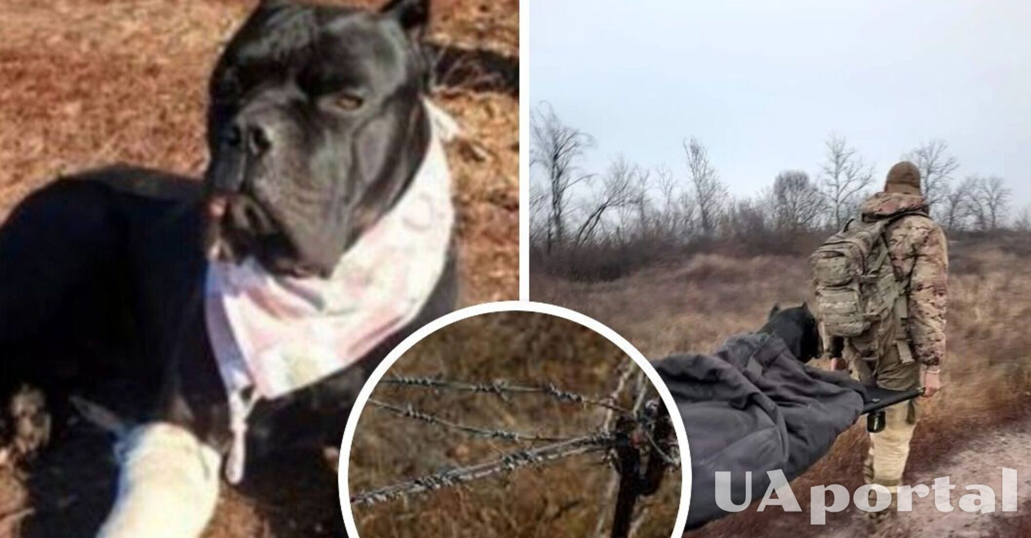 Отгрыз лапу, чтобы вернуться: Военный пес 'Вася' попал в ловушку возле оккупантов, но смог убежать (фото)