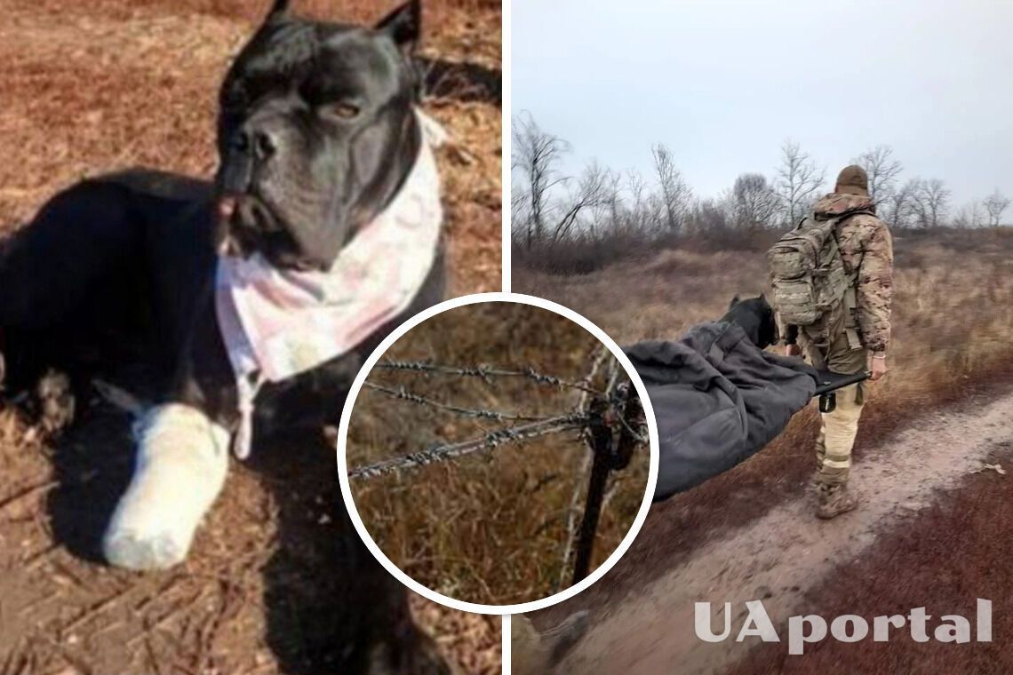 Отгрыз лапу, чтобы вернуться: Военный пес 'Вася' попал в ловушку возле оккупантов, но смог убежать (фото)