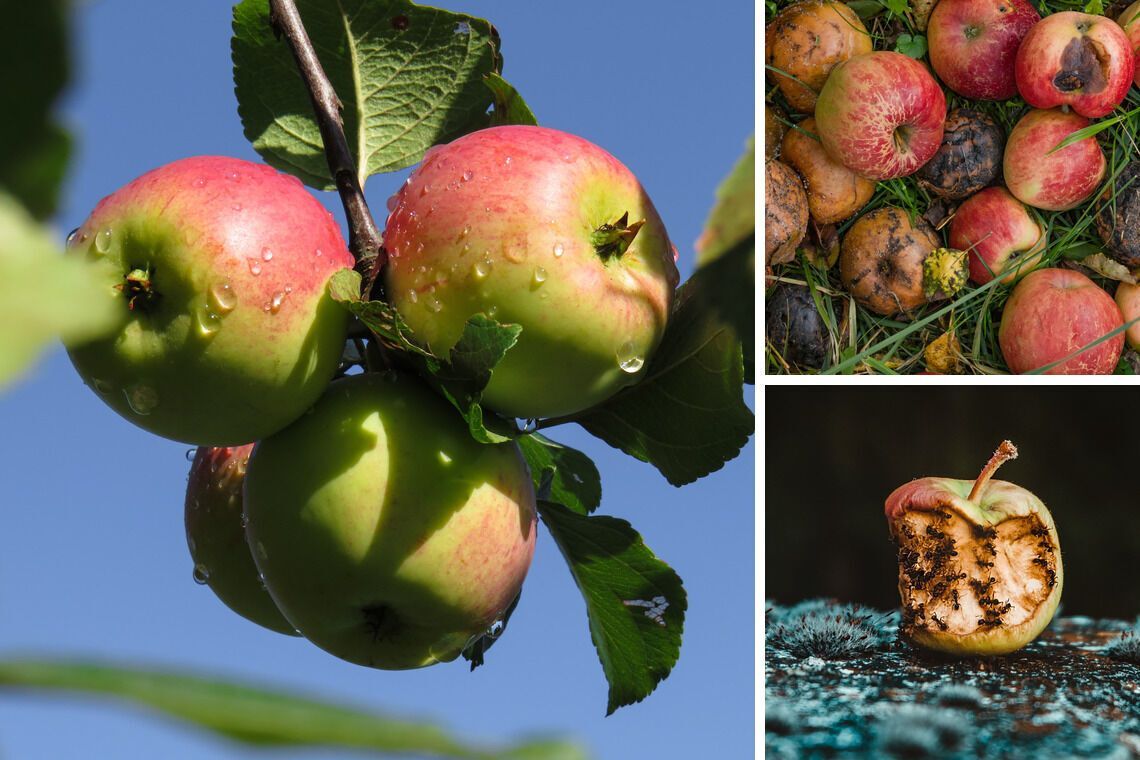 Что делать с опавшими яблоками