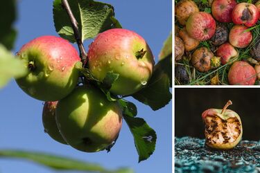 Что делать с опавшими яблоками