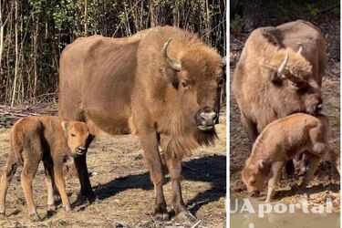 Бізон народився у дикій природі вперше за тисячоліття