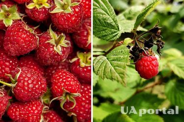 Посадка малини восени