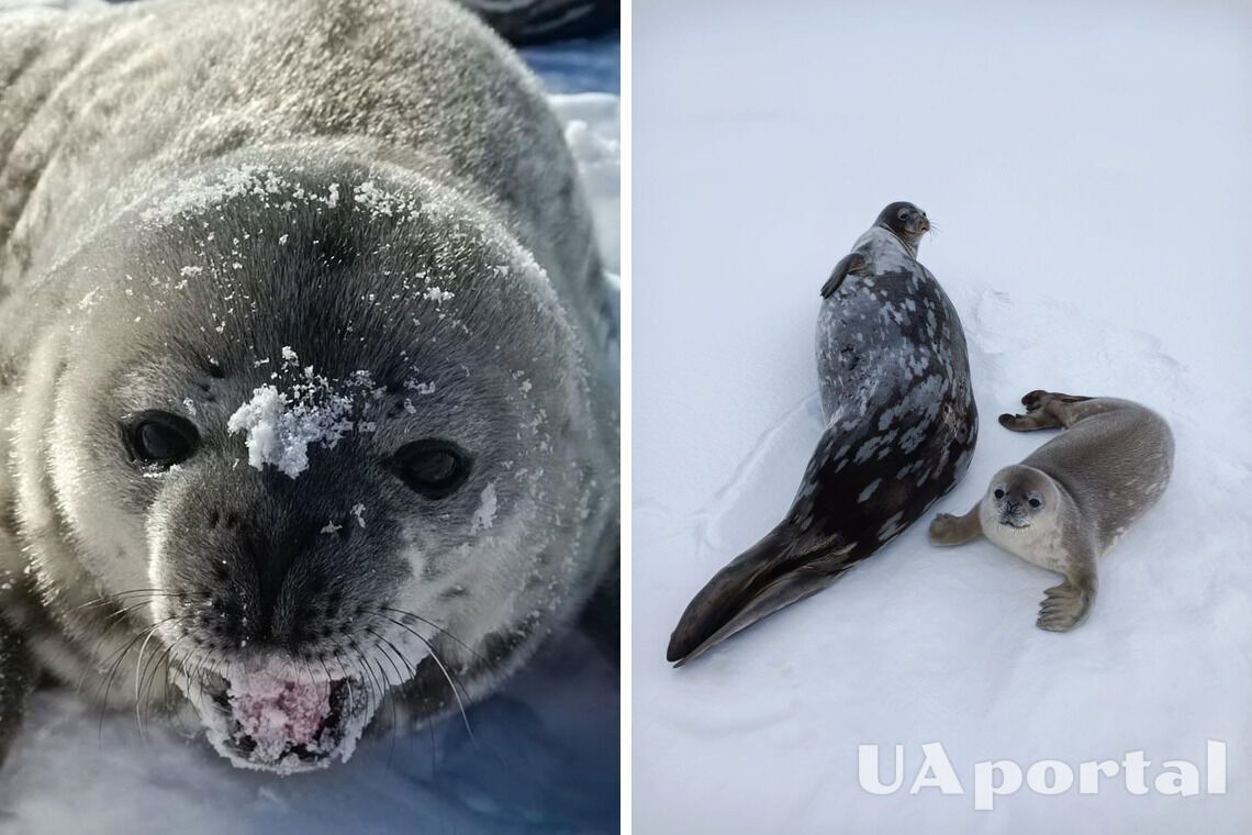 Українські полярники показали тюленят Мирко та Мрію