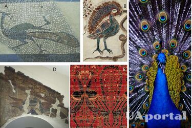 В Іспанії у Барселоні знайшли найдавніші рештки павича