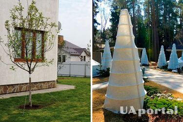 Як укривати саджанці на зиму: Корисні поради садівникам перед заморозками