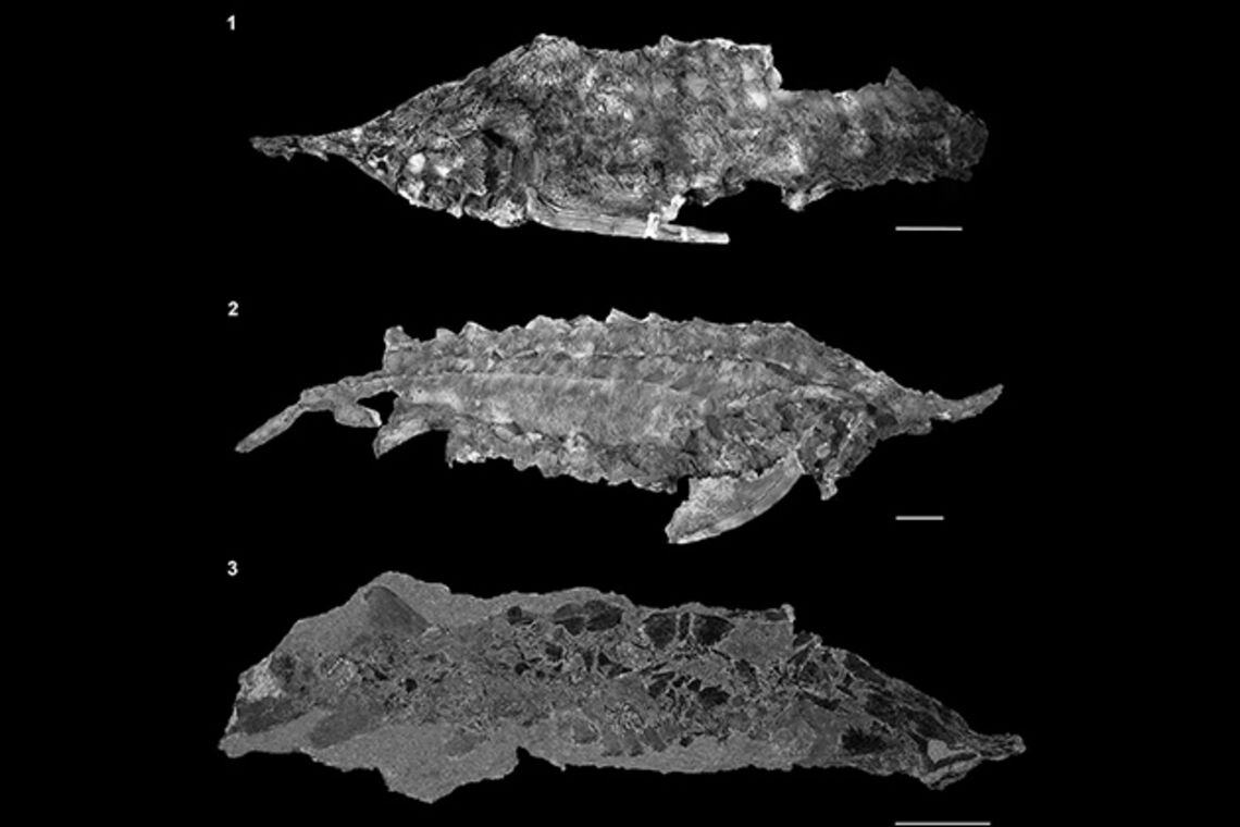 Палеонтологи знайшли останки 'пекельних риб', які вимерли разом із динозаврами 66 млн років тому (фото)