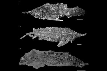 Палеонтологи обнаружили останки 'адских рыб', которые вымерли вместе с динозаврами 66 млн лет назад (фото)