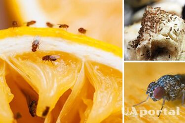 Пастка для винних мушок: як позбавити кухню від дрозофіл