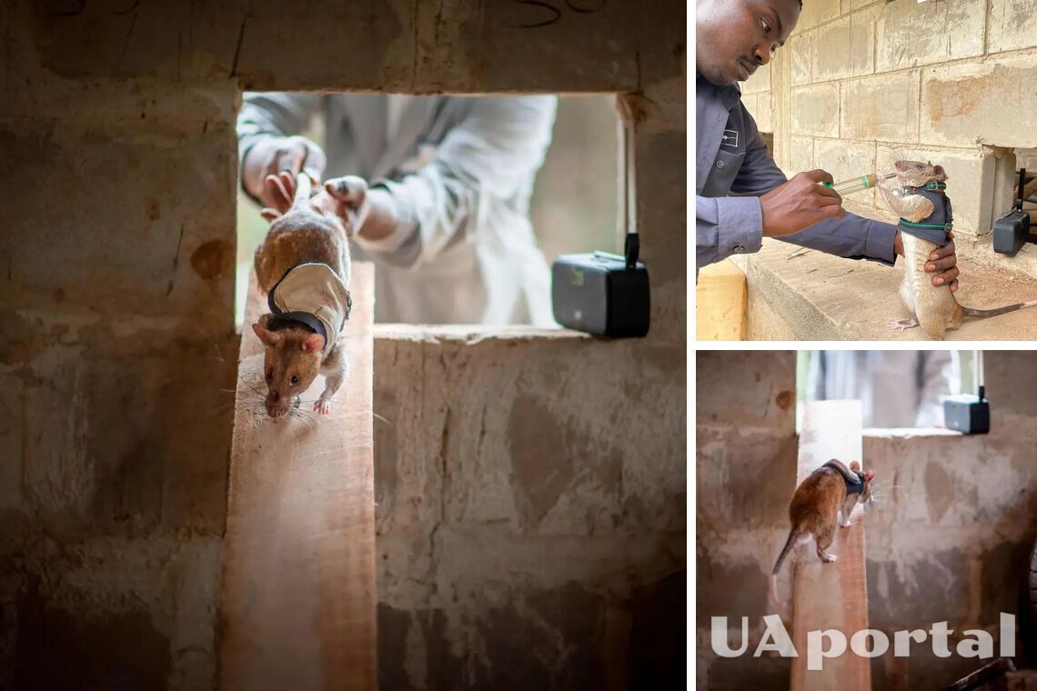 У Бельгії вчать щурів рятувати людей з-під завалів (фото)