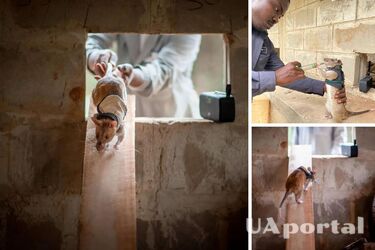У Бельгії вчать щурів рятувати людей з-під завалів (фото)