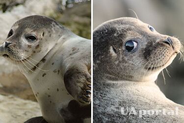 Тюлені мають почуття ритму