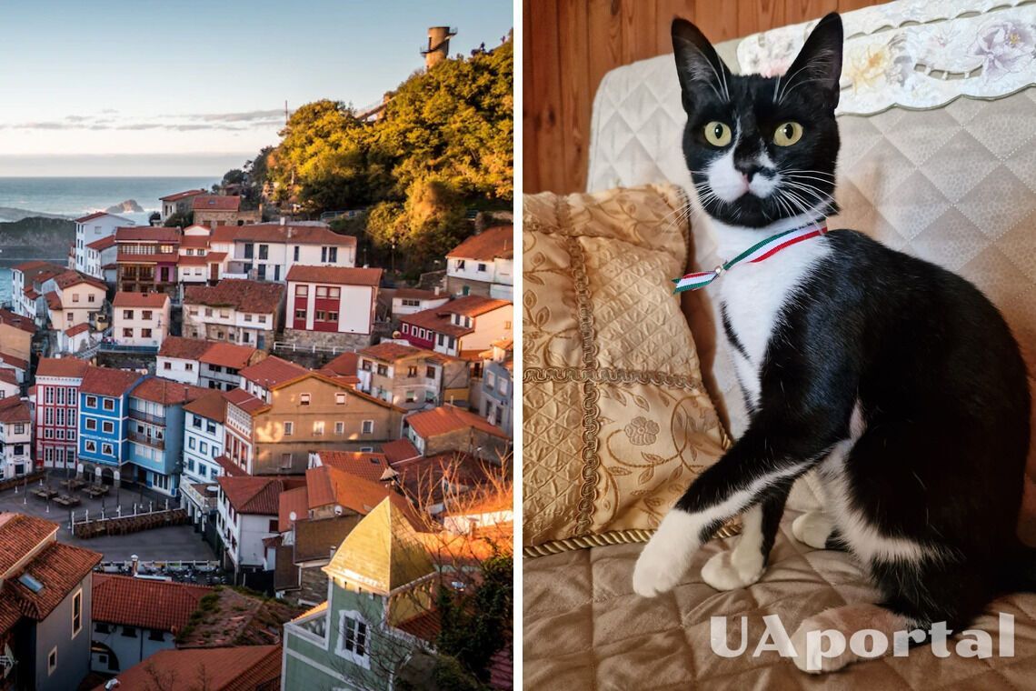 Кот Миао вступил в должность первого мэра кошек в городке в Италии
