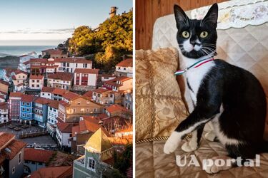 Кот Миао вступил в должность первого мэра кошек в городке в Италии