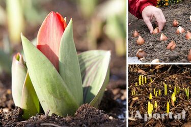 Как защитить луковичные сорта цветов от заморозков