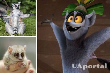 Щодня медитують і впадають у сплячку: цікаві факти про лемурів