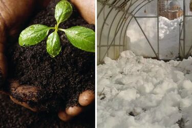 Зачем сыпать снег в теплице: На что это влияет