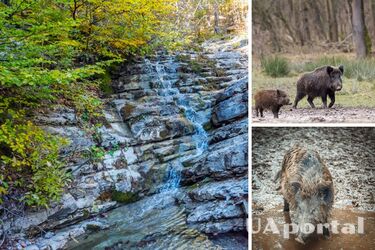 Семейство диких кабанов устроило аквапарк на водопаде в Ялте (видео)