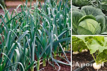 Названы устойчивые к морозам растения: что посадить в ноябре