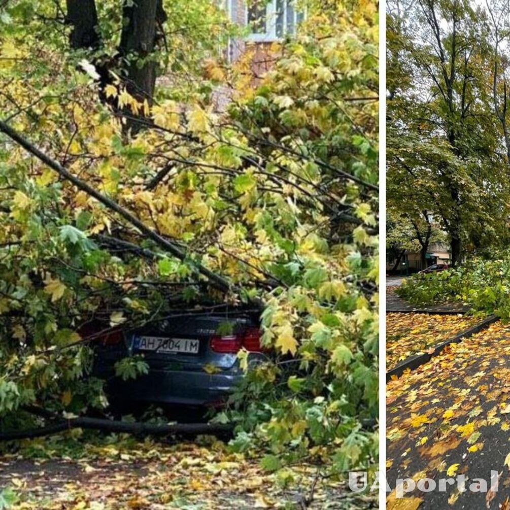 Через негоду в Києві впало дерево, пошкодивши автомобіль та дроти електромережі (фото, відео)