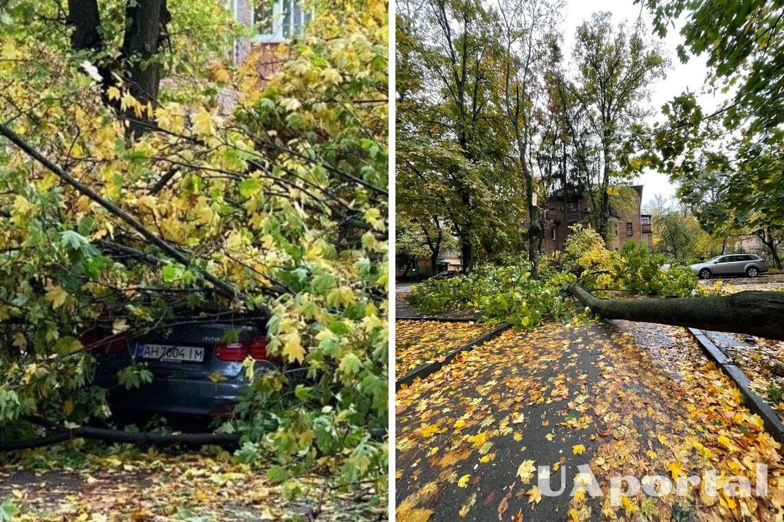 Через негоду в Києві впало дерево, пошкодивши автомобіль та дроти електромережі