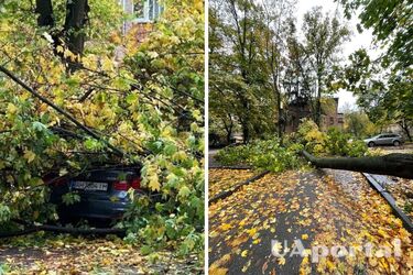Через негоду в Києві впало дерево, пошкодивши автомобіль та дроти електромережі