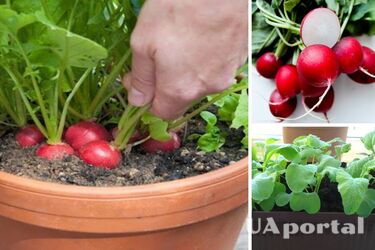 Як виростити редис на підвіконні