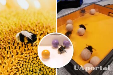 Ученые доказали, что насекомые любят играть мячиками (видео)