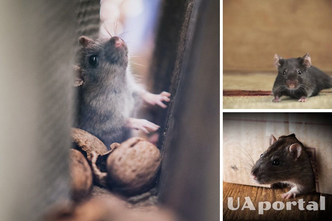 Мыши атакуют дом: как 'гуманно' избавиться от грызунов
