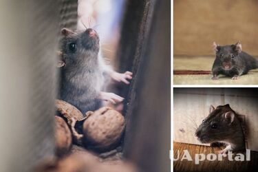 Миші атакують оселю: як 'гуманно' позбавитися гризунів
