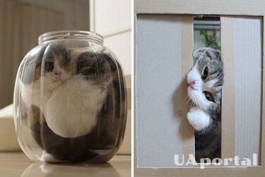 'Тело может быть жидким и твердым': Как кошки пролезают сквозь маленькие отверстия