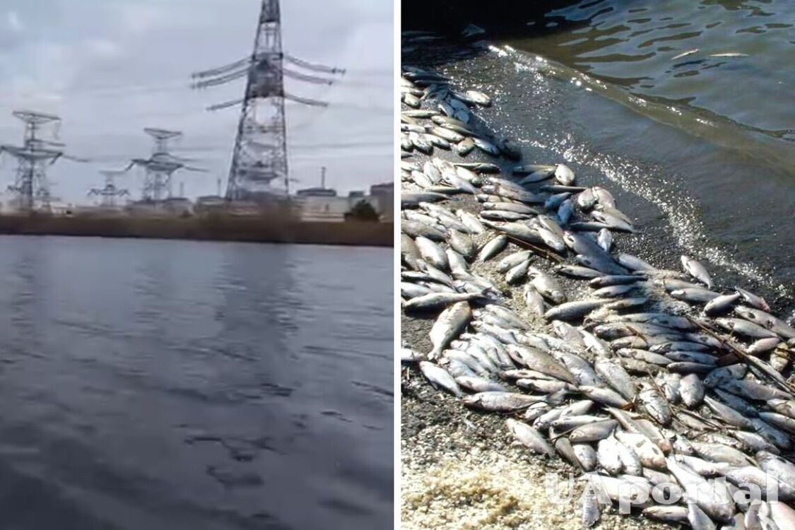 Массовый мор рыбы зафиксирован в пруду-охладителе Запорожской АЭС (видео)