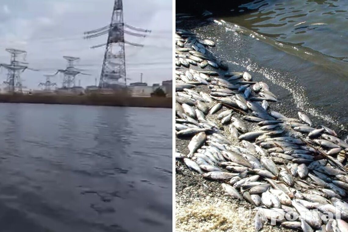 Масовий мор риби зафіксовано у ставку-охолоджувачі Запорізької АЕС (відео)