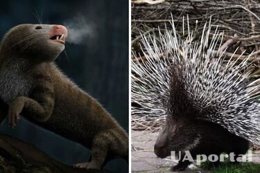 Вчені показали предка всіх ссавців на землі (фото)