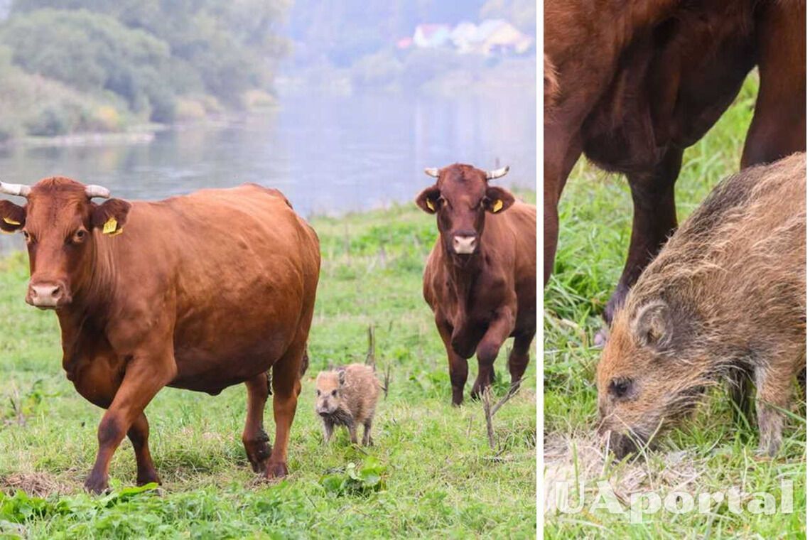 В Германии фермерские коровы приняли дикого кабана в стадо