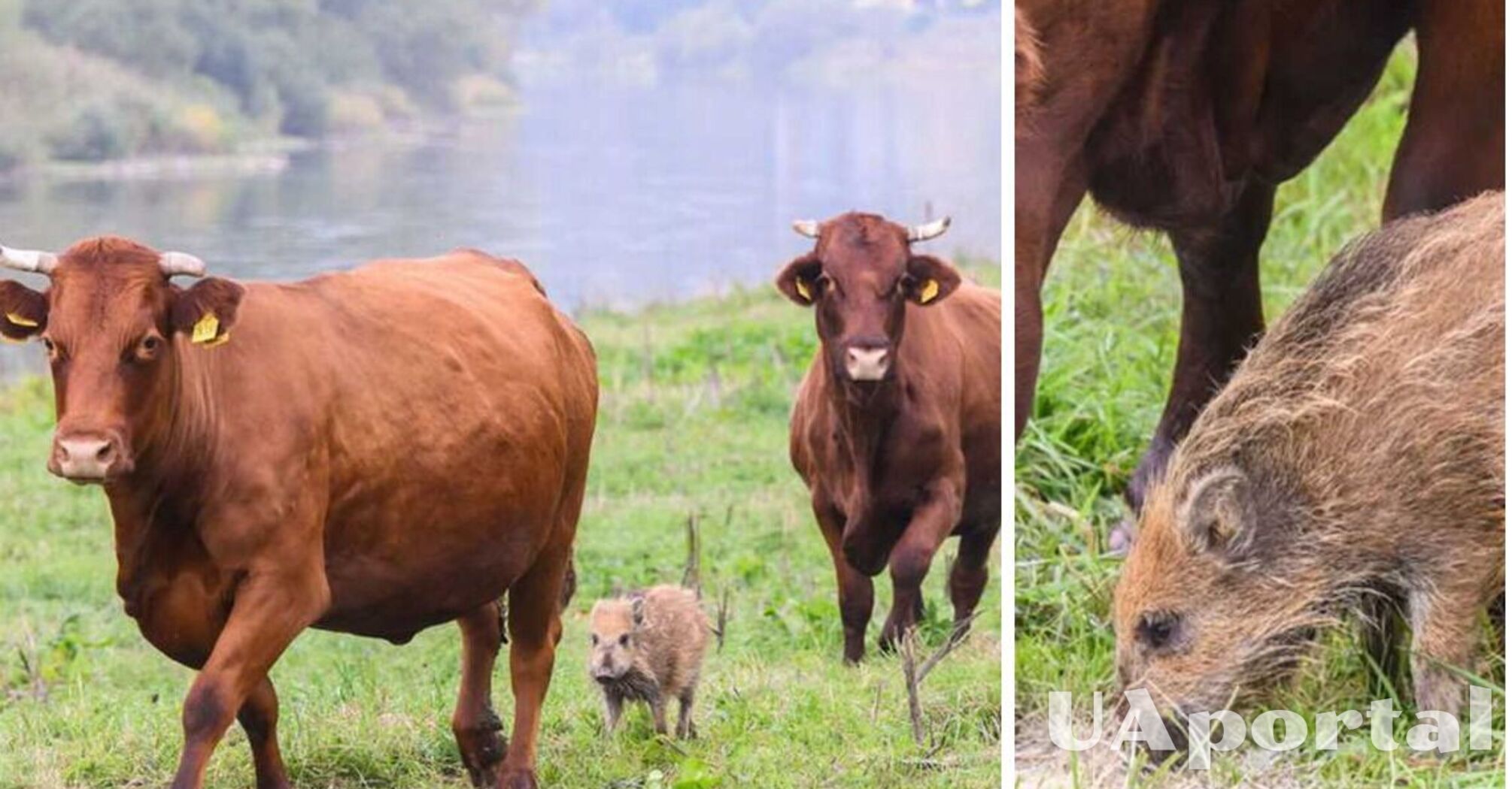 Стадо коров усыновило поросенка дикого кабана и заботится о нем (фото)