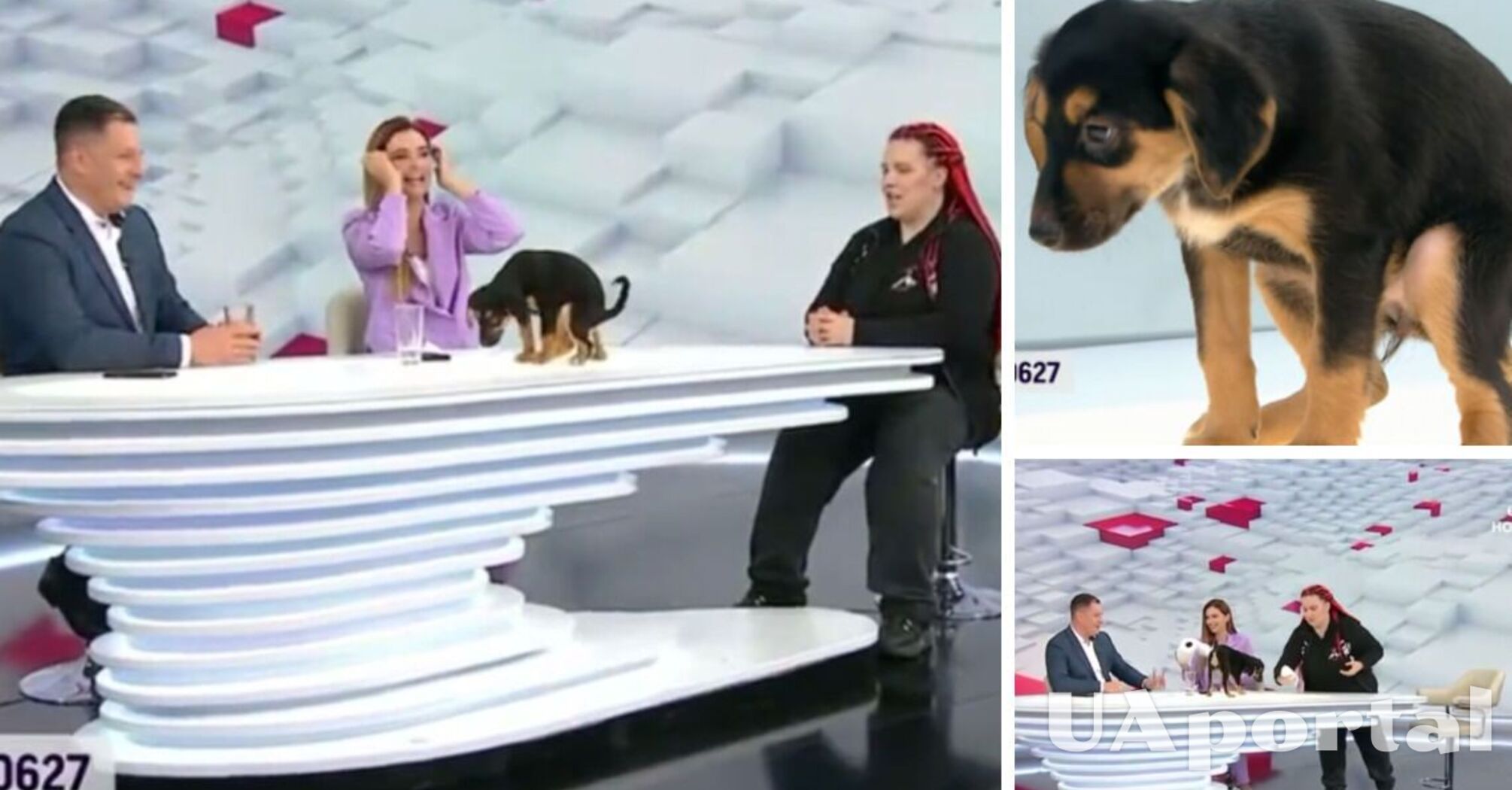 Цуценя сходило 'по великому' в ефірі телемарафону