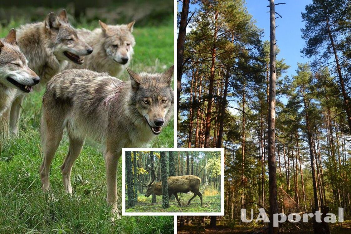В Чернобыле живет 800-килограммовый лесной гигант, который может отбиваться от стаи волков (фото)