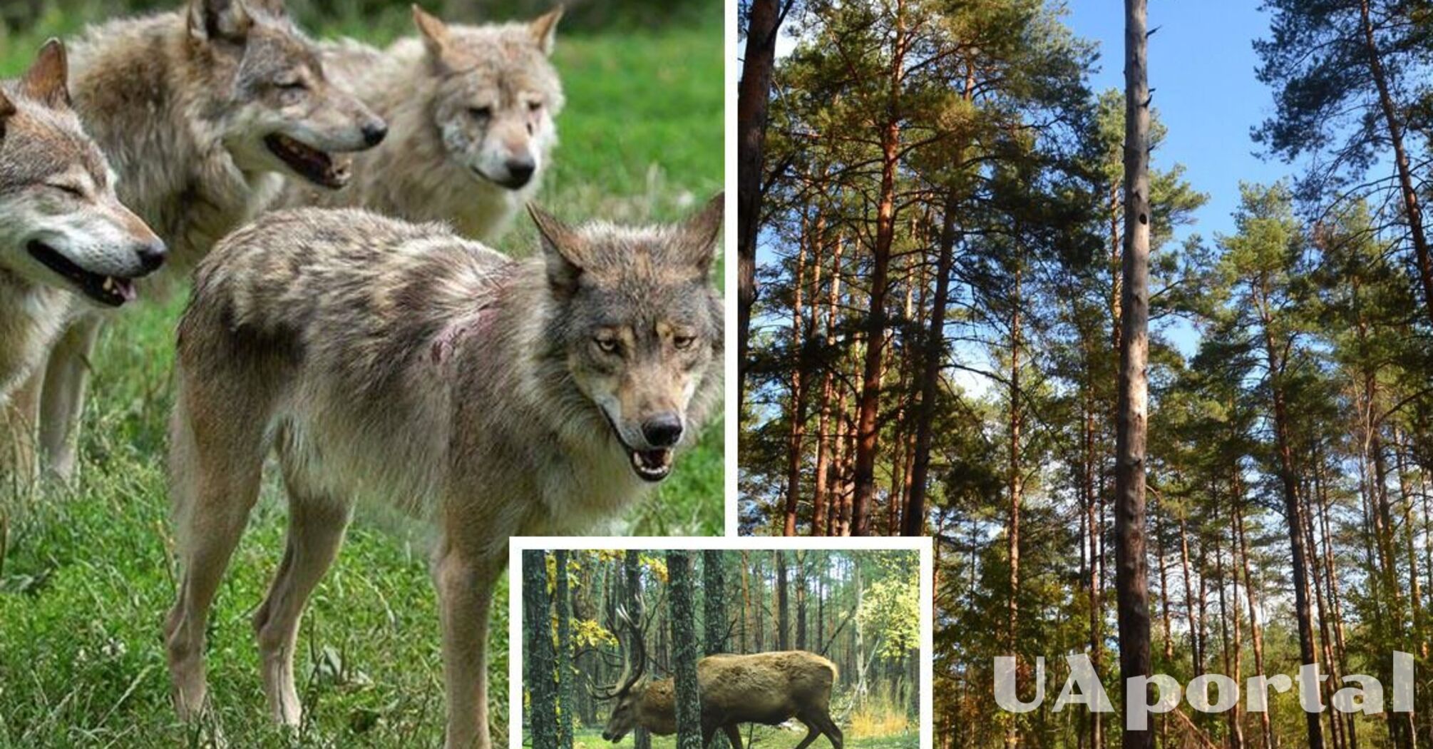 У Чорнобилі живе 800-кілограмовий лісовий велетень, який може відбиватися від зграї вовків (фото)