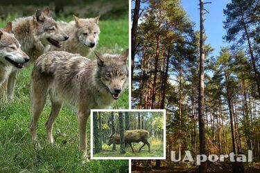 Чернобыльский биосферный заповедник показал животное, отражающееся от стаи волков